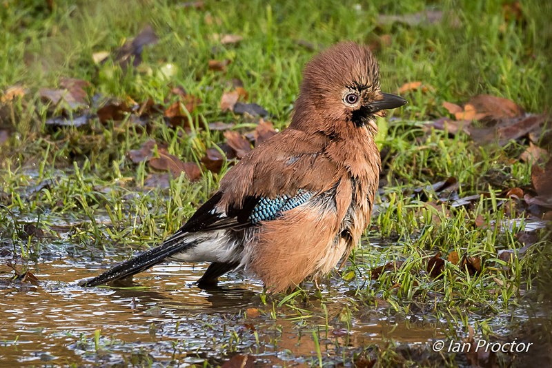 Pass me the hair dryer! - Nature