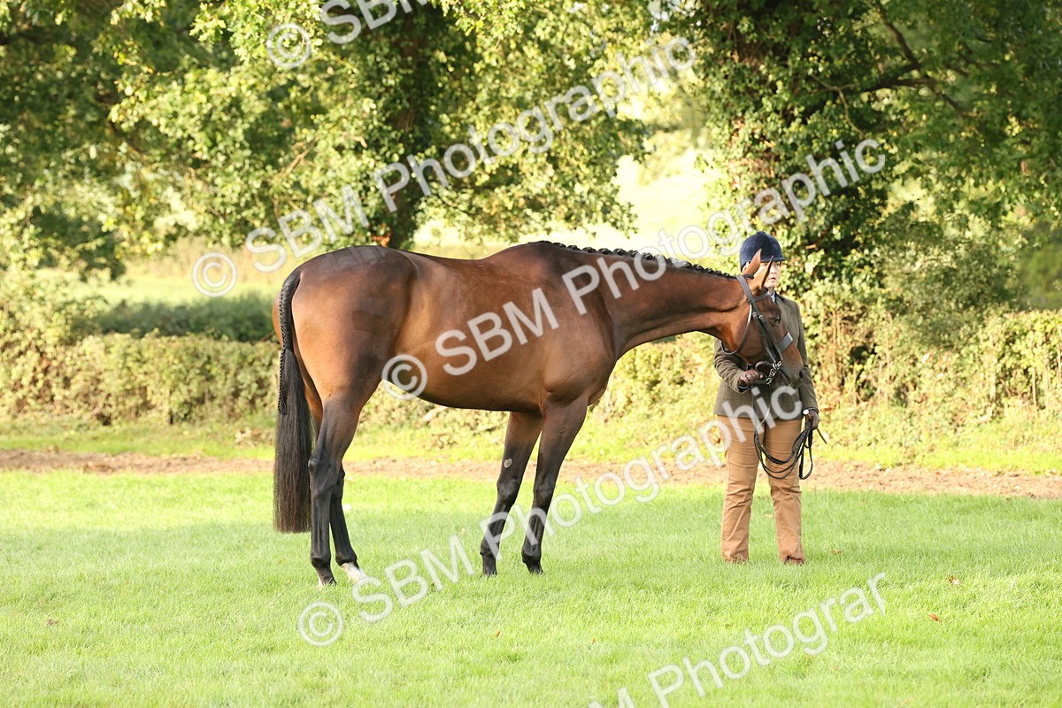 SBM_54933 - S52 - Riding Horse & Hack & thoroughbred In Hand