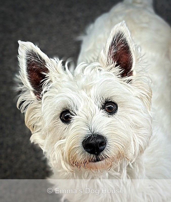 - Pawtraits