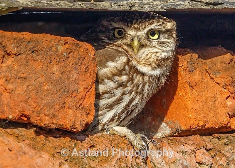 Astland Photography, Bird and Wildlife Images, Susan and Peter Wilson, U.K.