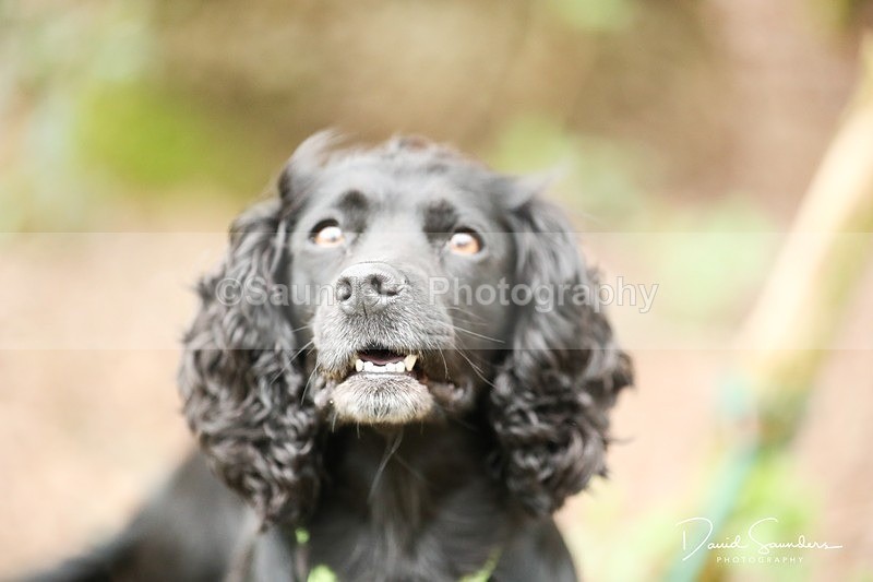 SPXX3960 - Endurance Dogs