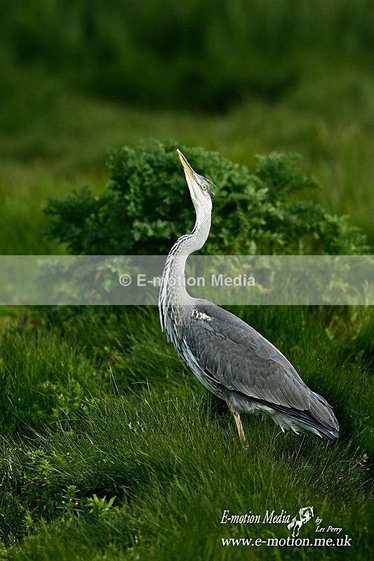 Grey Heron 060614 - Nature