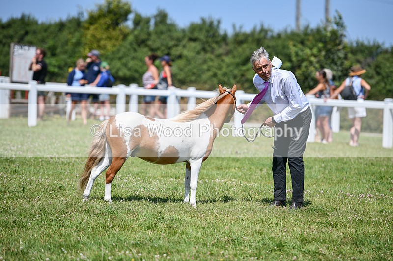 DSC_7129 - Class 61: Miniature Horse 4yrs & over