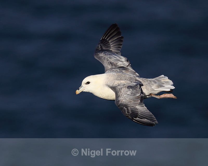 Northern Fulmar glides past close, Dunnet Head, Scotland - Fulmar