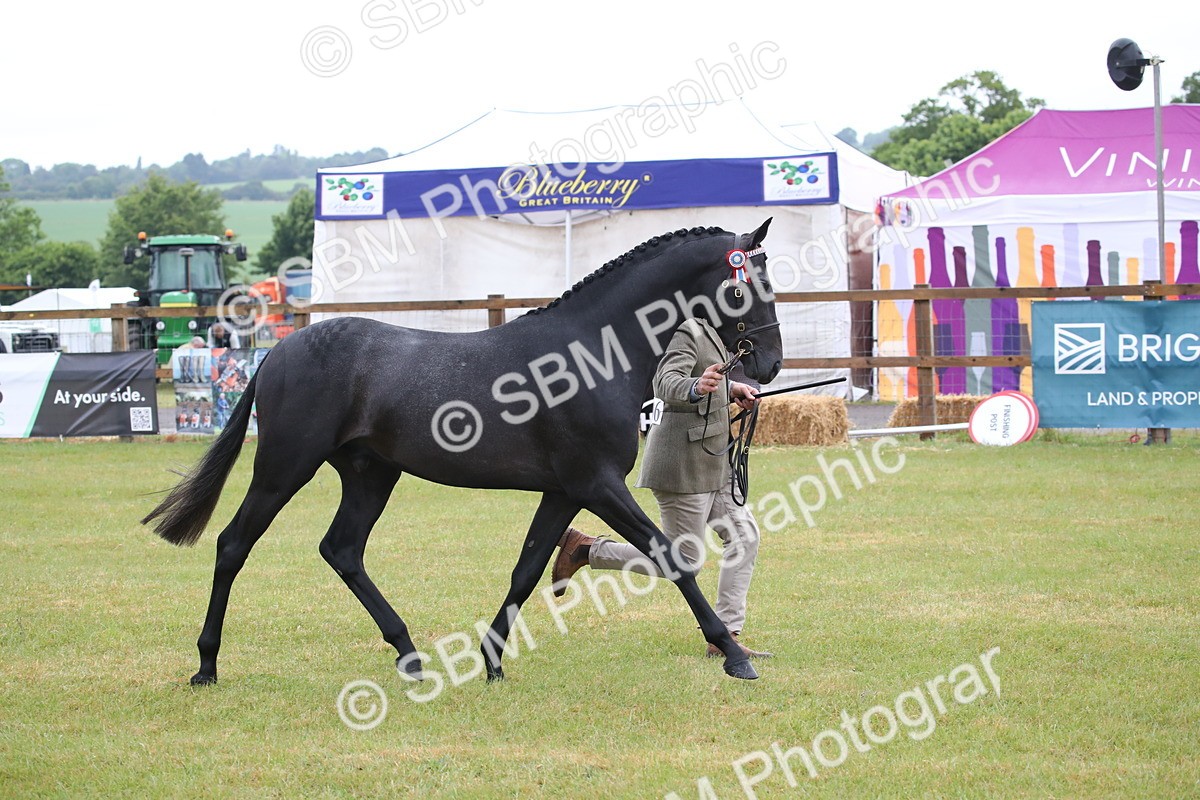 SBM_00074 - Class 17-20 - Arab & Part Bred - Anglo Arab In Hand