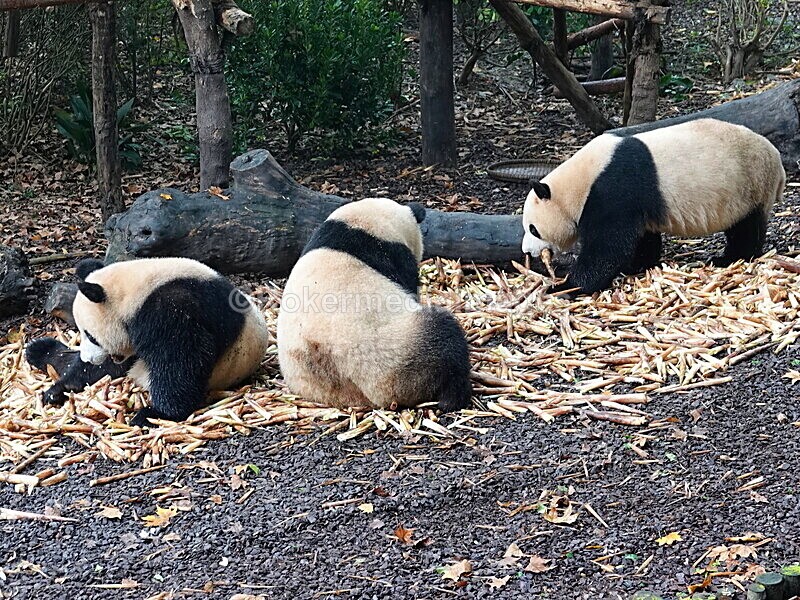 CHINA__0056 - China 2019