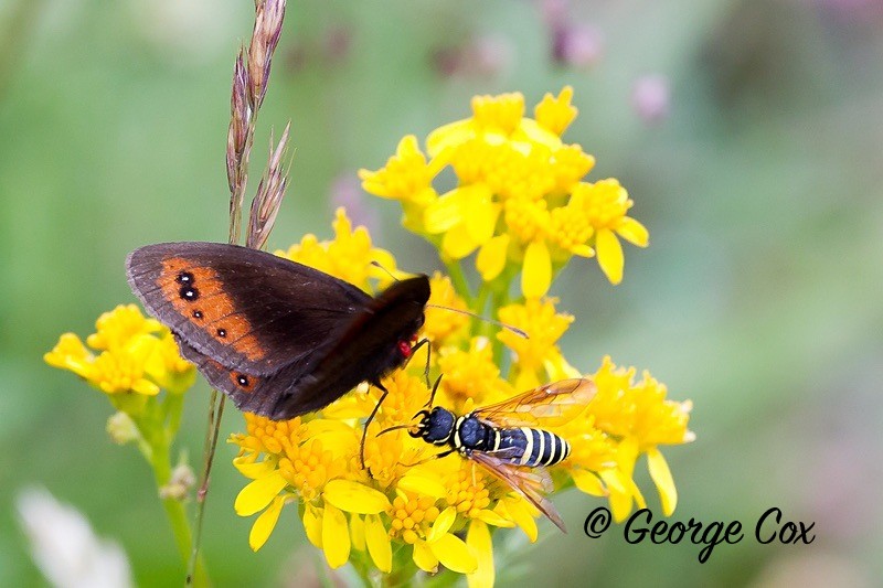 ringlet pyrenees
