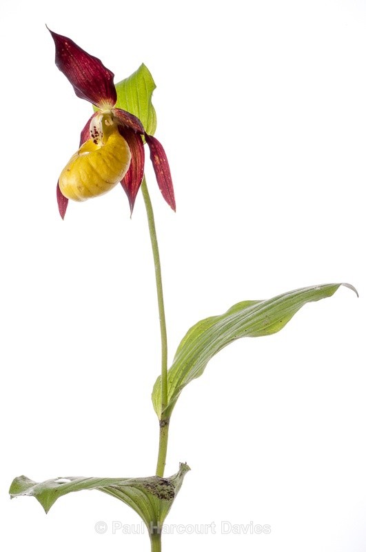  - WB: Orchids - Various