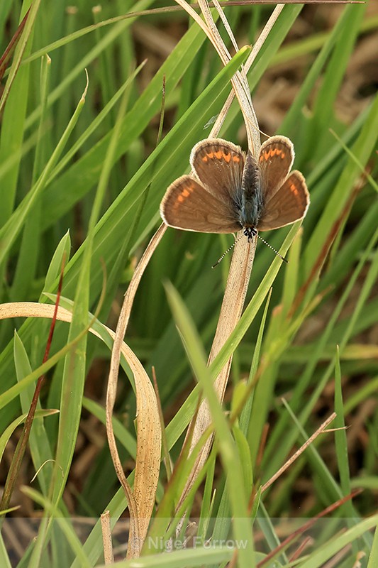 Silver-studded Blue (female), Arne, Dorset - INSECTS