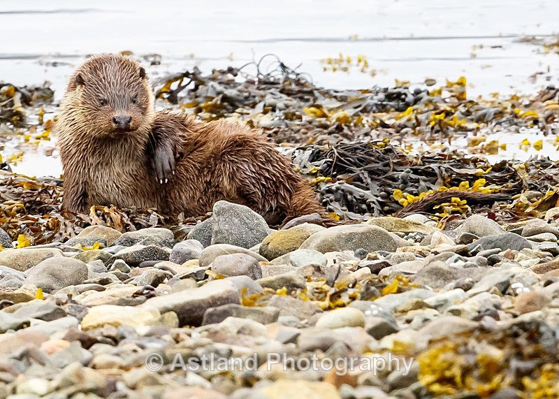 Astland Photography, Bird and Wildlife Images, Susan and Peter Wilson, U.K.