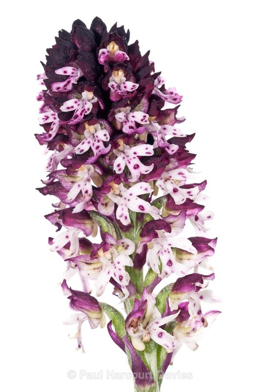  - WB: Orchids - Orchis