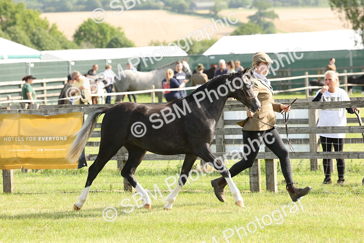 SBM_00685 - Class 6-13 - Mountatin and Moorland In Hand Welsh Breeds