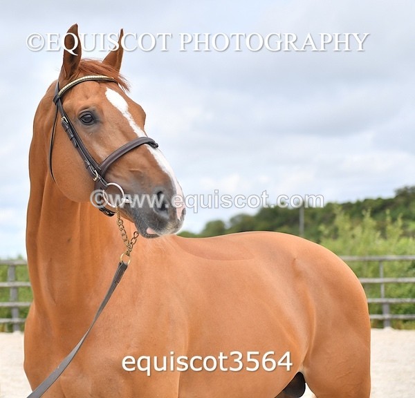 equiscot3564 - STALLION SELECTION
