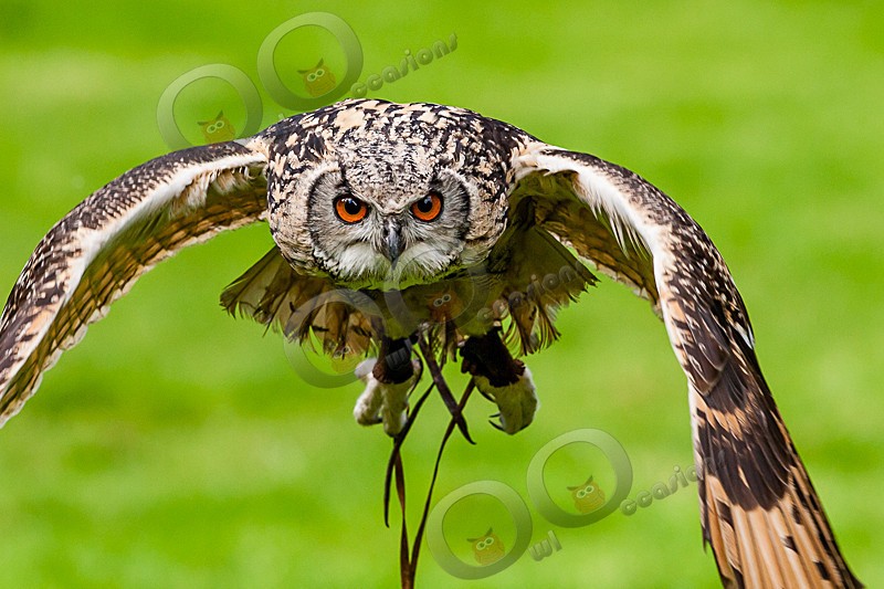 Jasmine the Bengal Owl - Our Birds