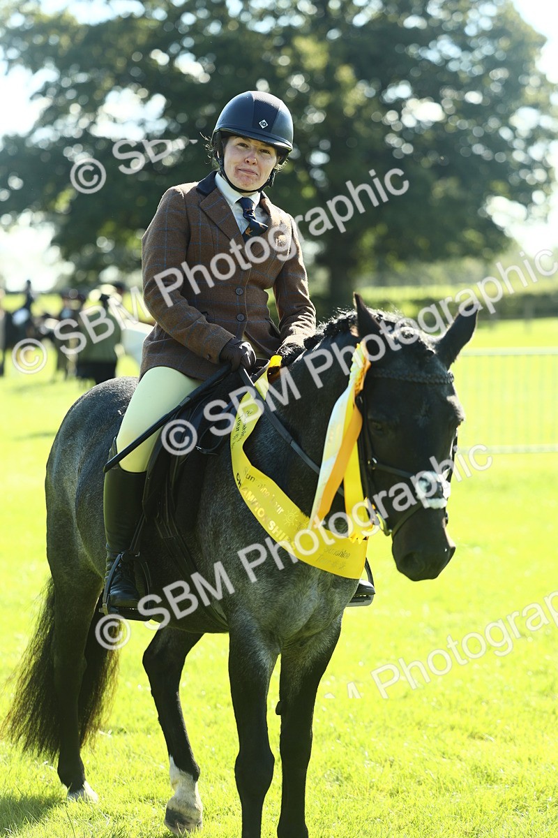 SBM_39097 - S29 - Novice & Newcomers Working Hunter Pony