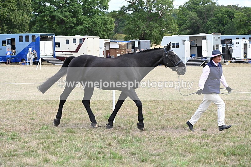 WJ6_5978 - Class 19 In-hand Veterans (Uploaded correct folder)