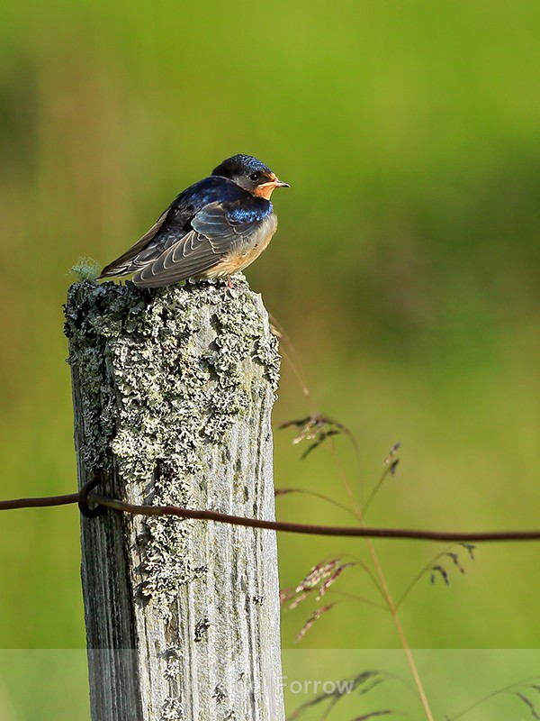 Juvenile Swallow perched on post, Scotland - Swallow
