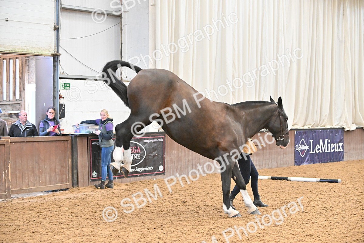 SBM_000083 - Class 4 - BSHA In Hand Show Cob