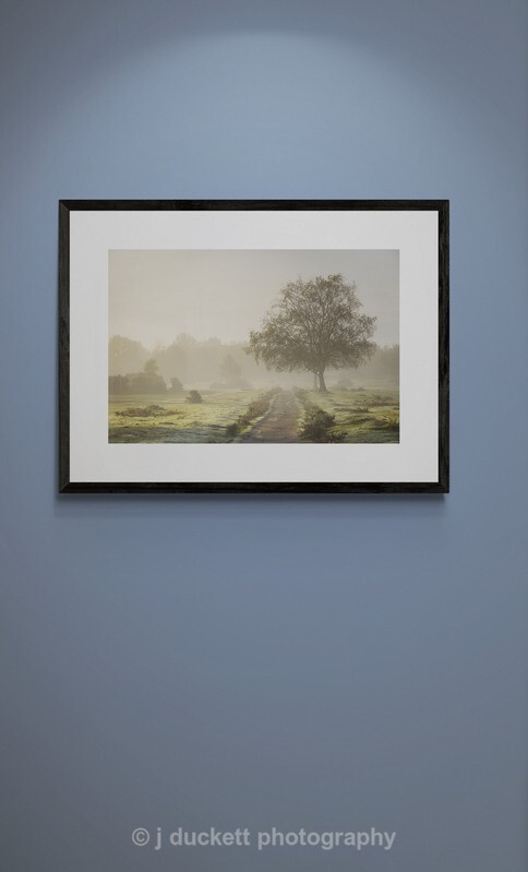  - New Forest misty morning