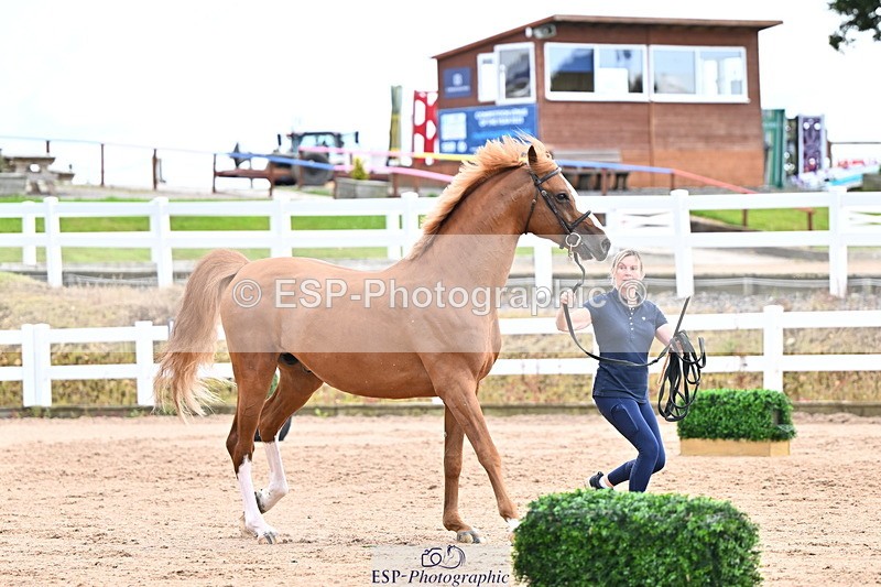 240718A-105327-02036 - Trot Up 2pm to 3pm - This folder is not in time order