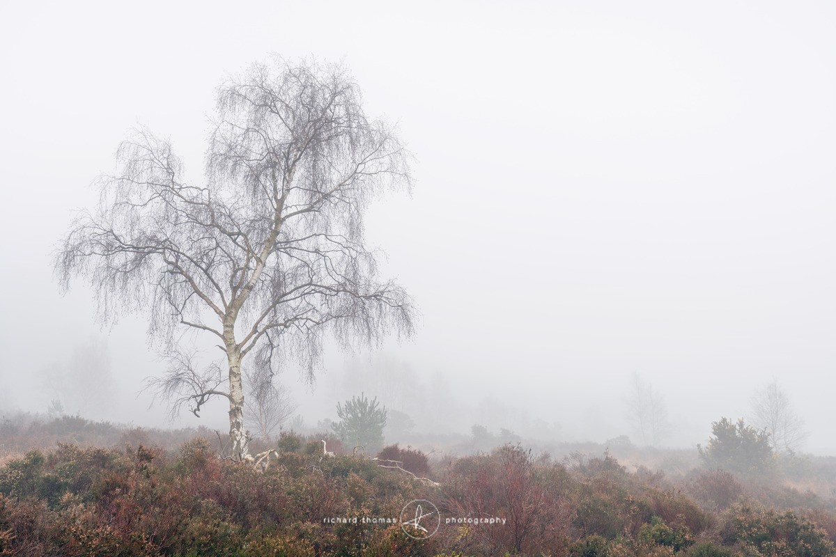 Purple blood - Frensham