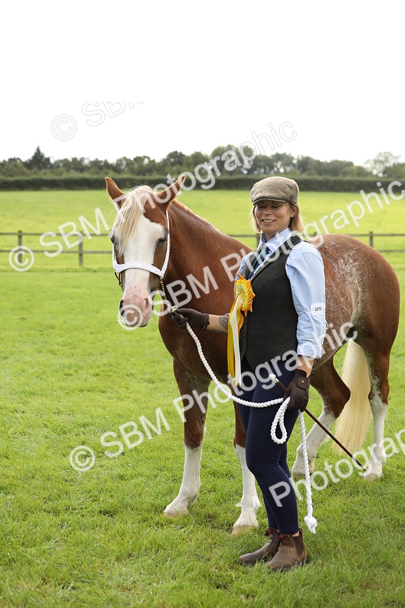 SBM_65554 - S47 - Mountain & Moorland In Hand Large Breeds