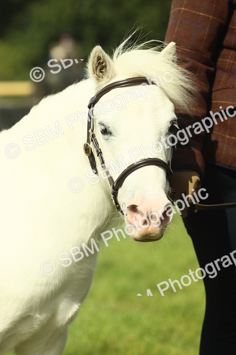 SBM_66679 - S34 - Rehabilitated Rescue Horse & Pony In Hand & Ridden
