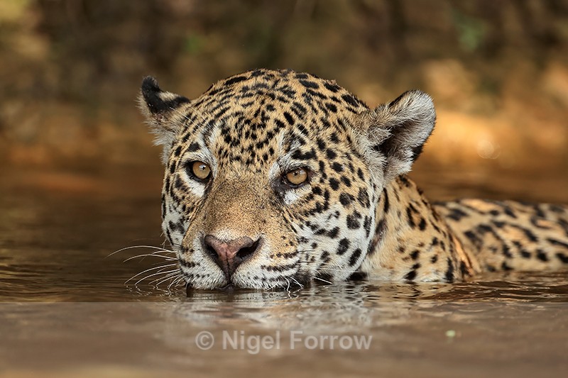Female Jaguar cooling off in water, Corixo Negro, Mato Grosso, Brazil - Jaguar