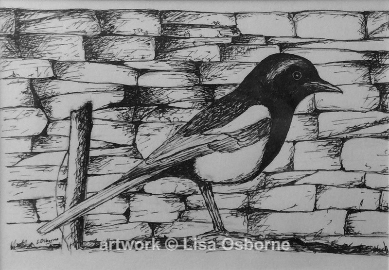 Magpie - Animals