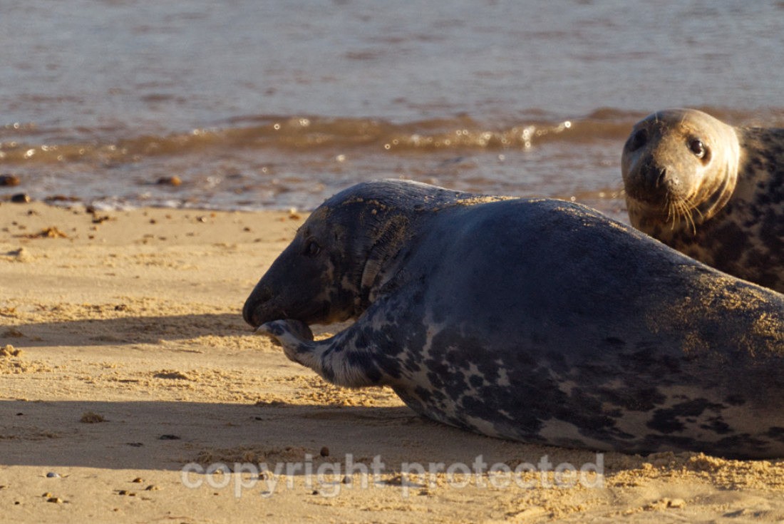 Grey Seals During The Moult - Norfolk