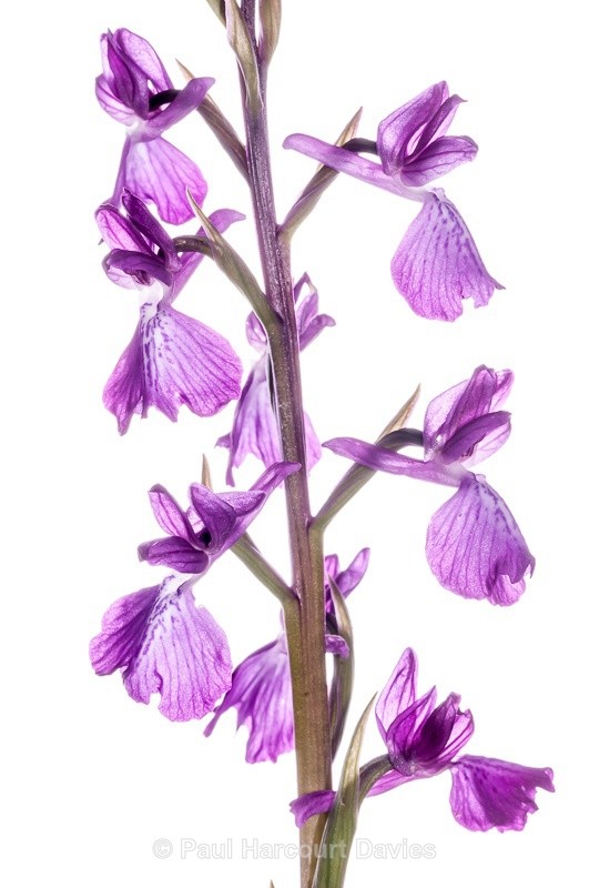  - WB: Orchids - Orchis