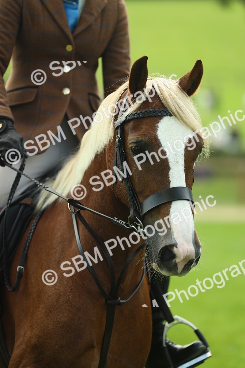 SBM_42807 - S30 - M&M Working hunter Pony