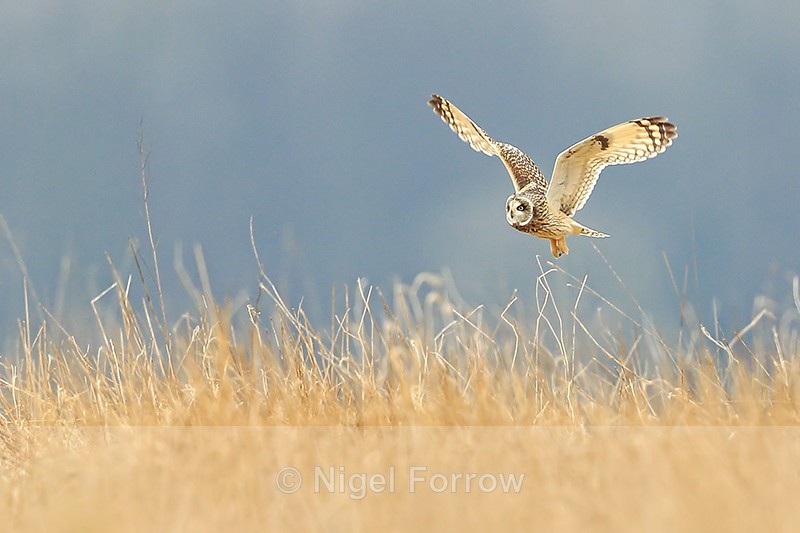 Short-eared Owl flying low, Hawling, Gloucestershire - Short-eared Owl