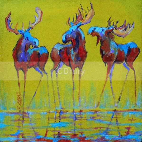 RM11161 Splash - Colorful Critters