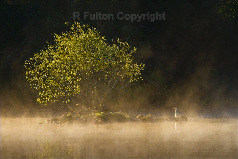 Tree, Heron & Mist - Landscapes