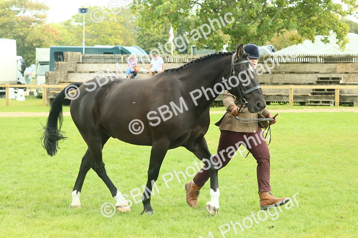 SBM_66472 - S34 - Rehabilitated Rescue Horse & Pony In Hand & Ridden
