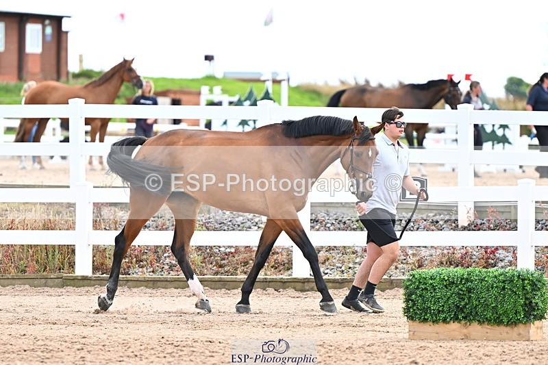 240718A-105325-01991 - Trot Up 2pm to 3pm - This folder is not in time order