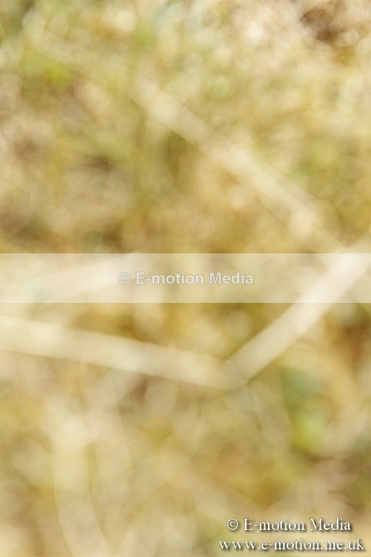 _BS_0802 - BVRC Show 2018 Ring 1