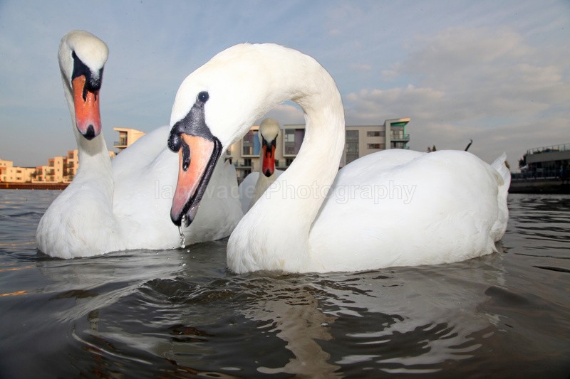  - Urban Mute Swan Photography