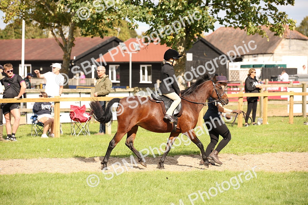 SBM_49993 - S26 - Young Veteran - Ridden