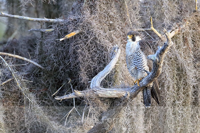 Peregrine Falcon early morning, Blue Cypress Lake, Florida - Peregrine Falcon