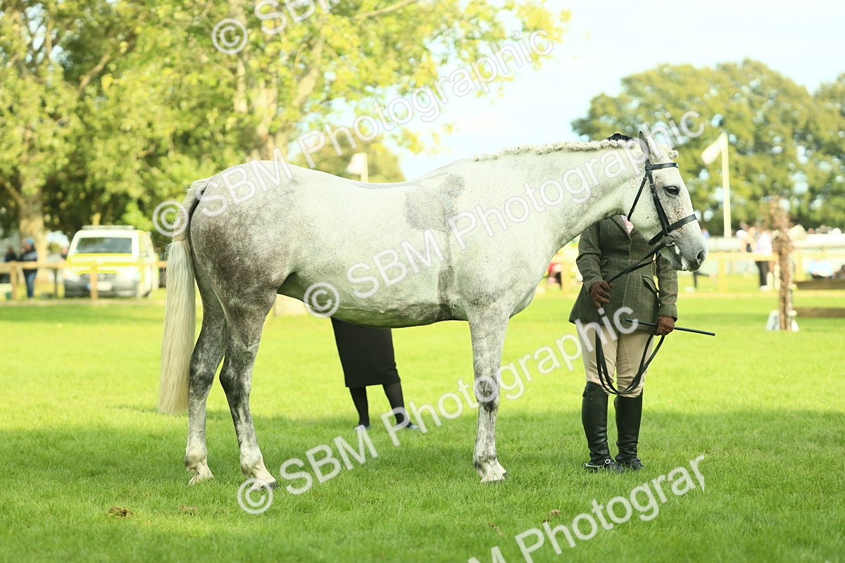 SBM_52132 - S33 - Working Hunter & Working Show Horse