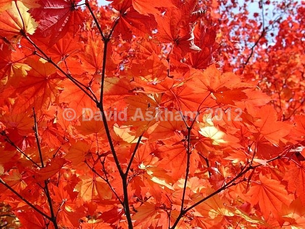 Autumn colour - Autumn