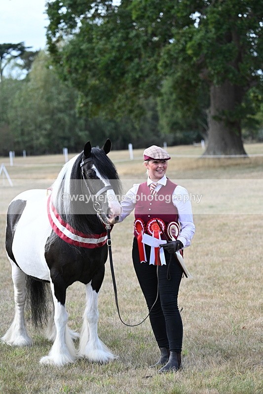 WJ7_8400 - In-hand Championship