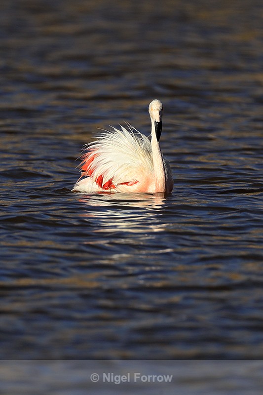 Chilean Flamingo on dark water, Machuca, Chile - Chilean Flamingo