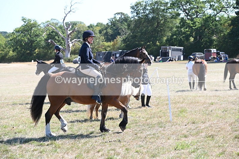 WJ6_8242 - Class 37a Best Loan Pony Ridden