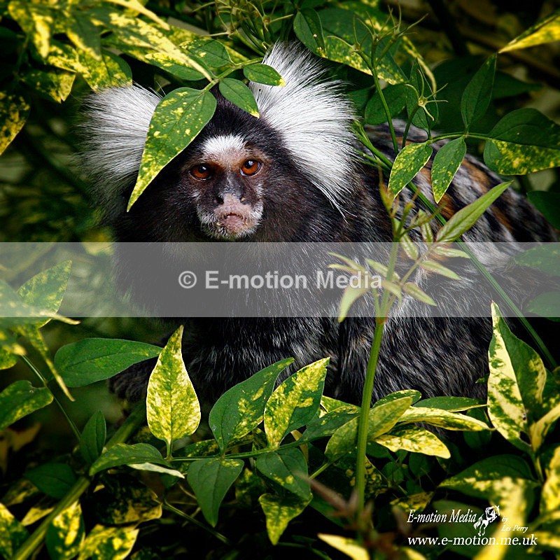 Woburn Safari 0806 418b - Nature