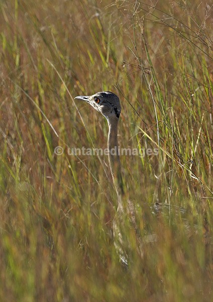 Red-crested Korhaan - Botswana