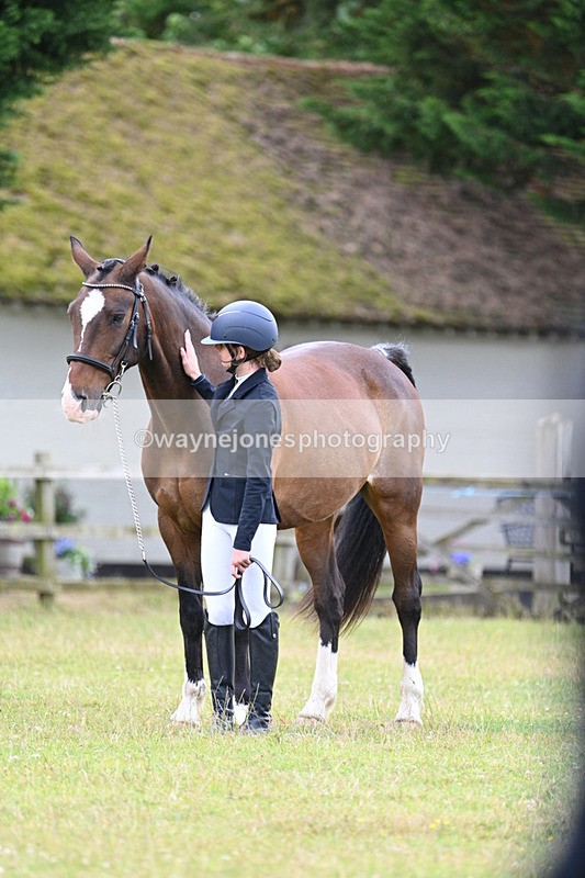 WJ7_7008 - Class 5a Most Handsome Gelding in Hand