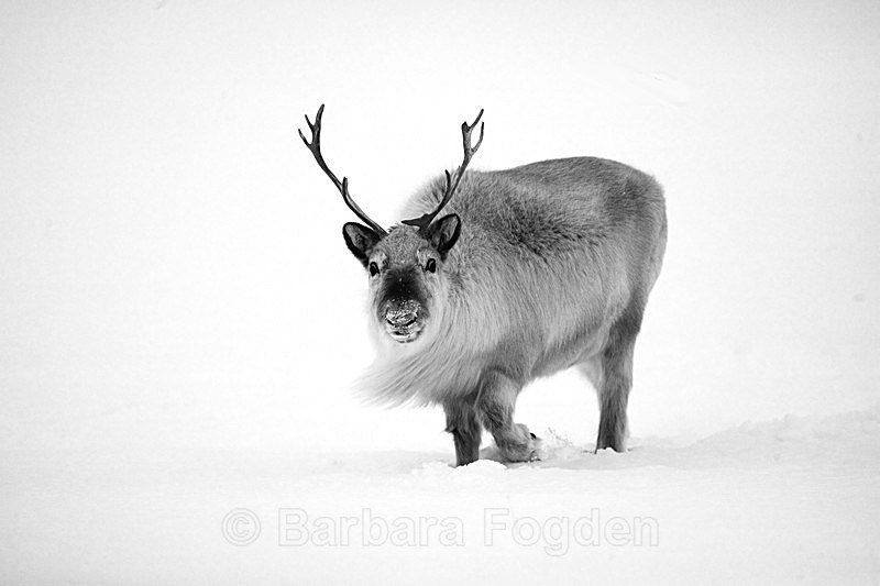 Reindeer 7 - Latest Photos